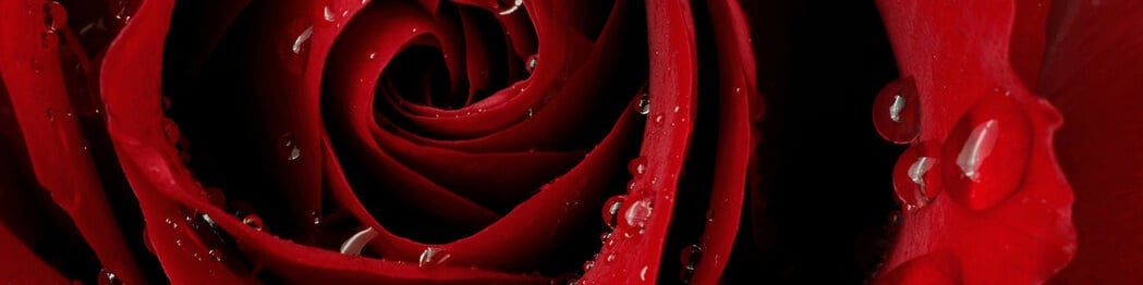 TS Samantha Rose’s Cover Photo