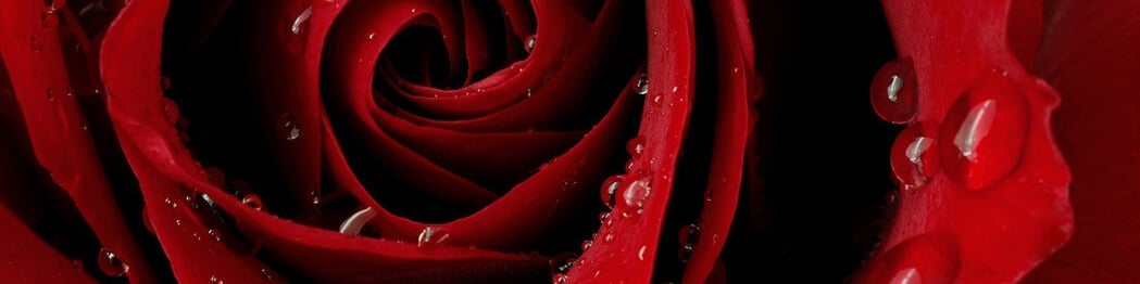 TS Samantha Rose’s Cover Photo