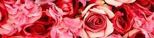 Grace’s Cover Photo
